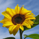 cliziathesunflower avatar