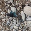 cloak-and-coat-club avatar