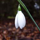 cloakofshadow avatar