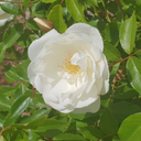 clockwatchers1997 avatar