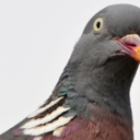 clockwisepigeon avatar