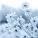 close-to-the-blizzard avatar