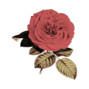 closedcoffins avatar