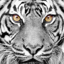 closetspacetiger avatar