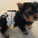 closeuppicturesofflowers avatar