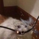 clothgown-gridlock avatar