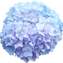 cloudberriesjam avatar
