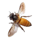 clouded-bee avatar