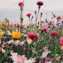 cloudiesprout avatar