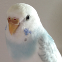 cloudthebudgie avatar