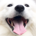 cloudthesamoyed avatar