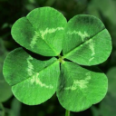 clover-spells-clover avatar