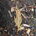 cloverandoleander avatar