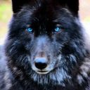 cloverdrysdale avatar