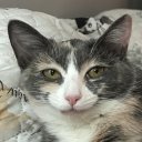 cloversdreams avatar