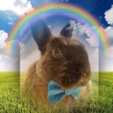 cloverthebunny avatar