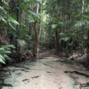 cloverwitch-magick avatar