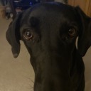 clowncarbrain avatar