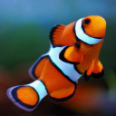 clownfishdelta avatar