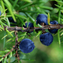 clowngirlhairball avatar