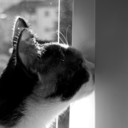 cluelesspixie avatar