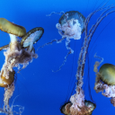 clumsycaptian avatar