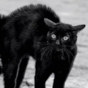 clumsyhissingcat avatar