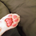 clusterbungle avatar