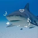 co-sharkie avatar