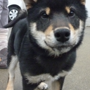 coal-the-shiba avatar