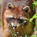 coal-wolfmoss avatar