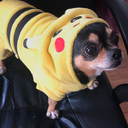 coalition-ofducks avatar