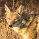 coastal-coyote avatar