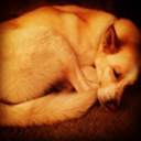 coastal-midwesterner avatar