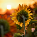 coastalconduct avatar