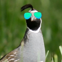 cobalt-creature avatar