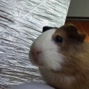 cobaya-con-lechuga avatar