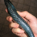 cobrafoutremusic avatar