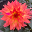 cocaine-n-waffles avatar