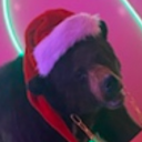 cocainebearofficial avatar