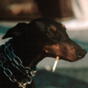 cocainecasket69 avatar