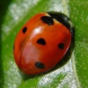 coccinellevoyage avatar