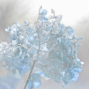 cochineal-tanto avatar