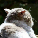 cocka-a-doodle-doo avatar