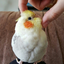 cockatielcove avatar