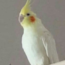 cockatielswhistling avatar