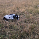 cockteautwinzz avatar