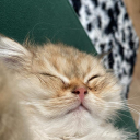 cocochanelmademedoit avatar