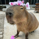 coconut-bear avatar