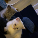 coconut-mxlibu avatar